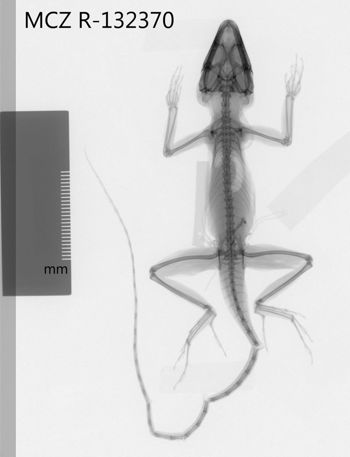 Media type: image;   Herpetology R-132370 Aspect: dorsoventral x-ray